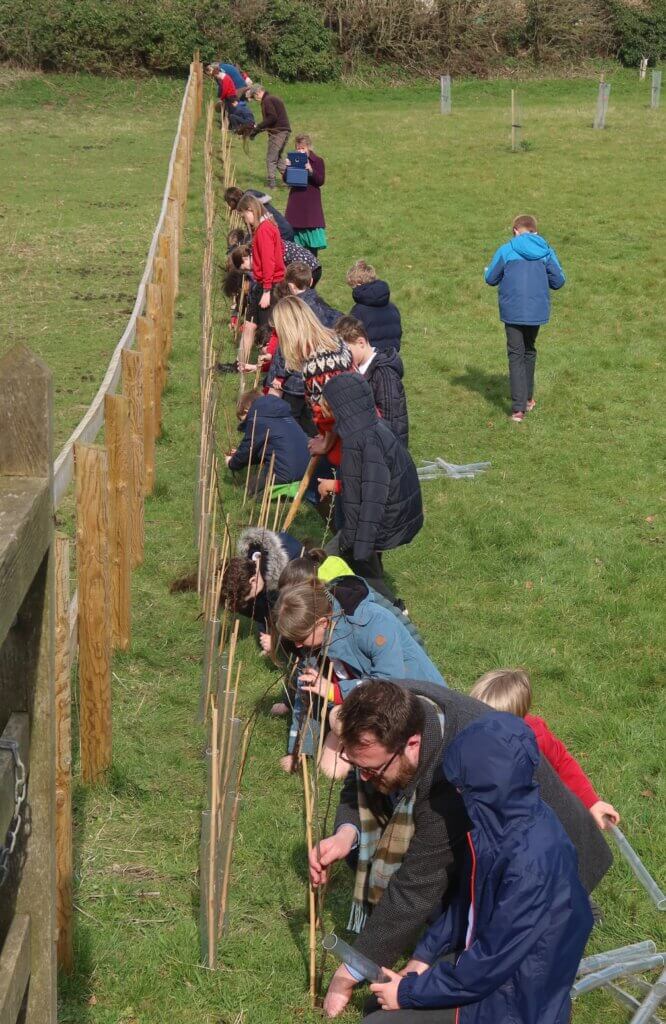 School children planting a hedge 