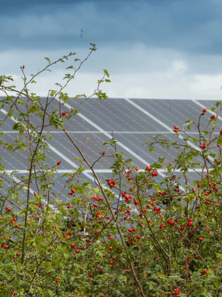 A view of Ray Valley Solar park panels with foliage in the foreground.