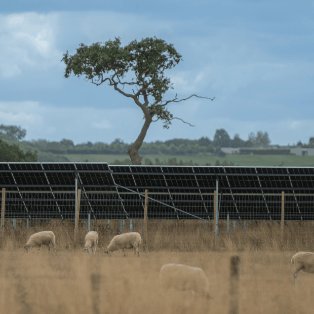 A wide view of Ray Valley Solar park with sheep in the foreground.