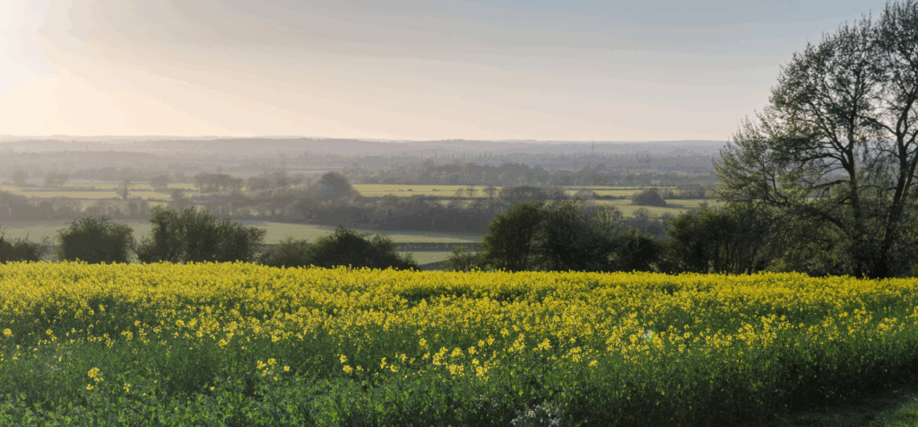 A field in Oxfordshire in Spring.