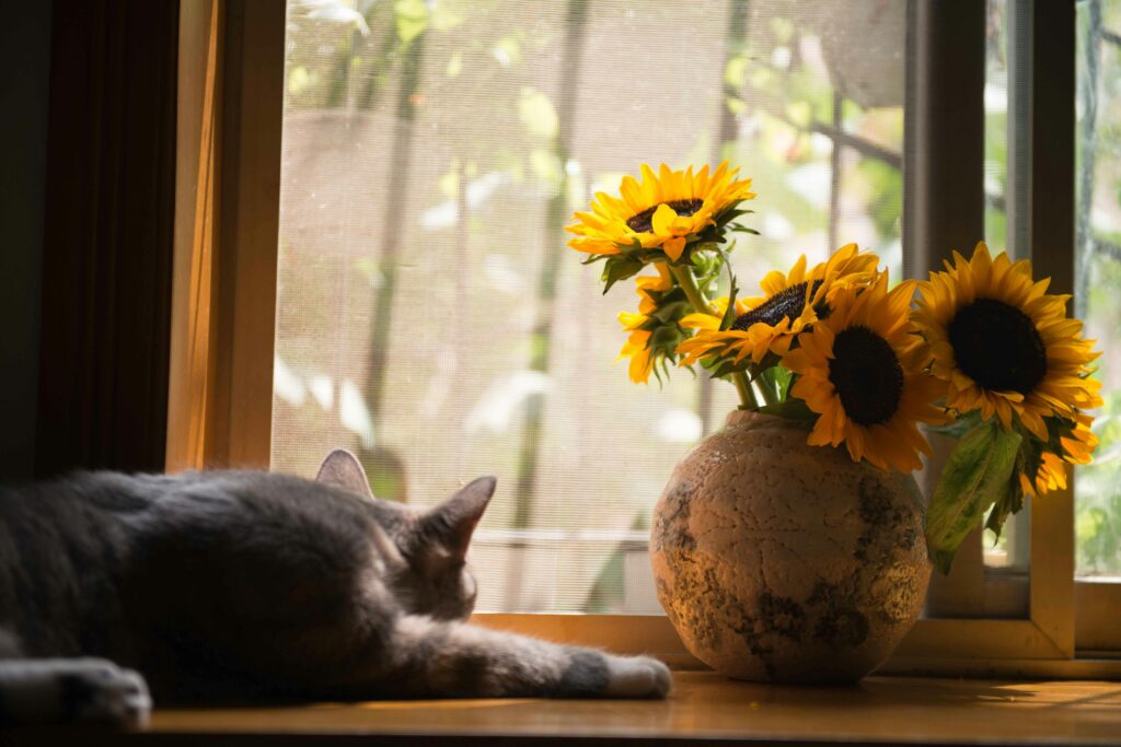 Flowers in vase on windowsill with cat.