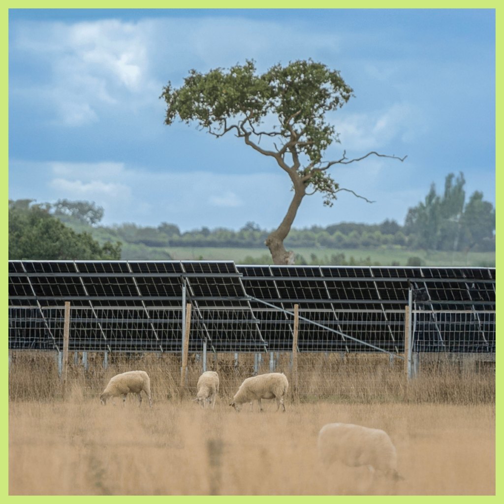 Sheep graze in front of Ray Valley Solar Park where a new solar battery will be installed.
