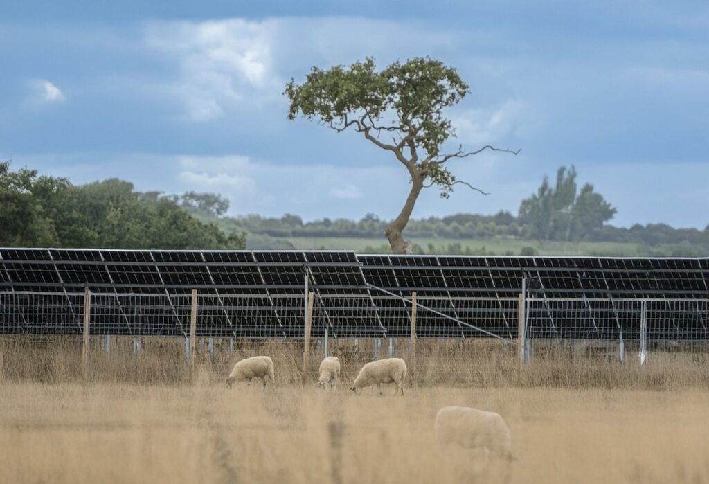 Sheep grazing beneath the solar panels at Ray Valley Solar Park – a working landscape of farming, beehives, and wildlife ponds. The battery installation builds on this existing site, strengthening what is already in place.