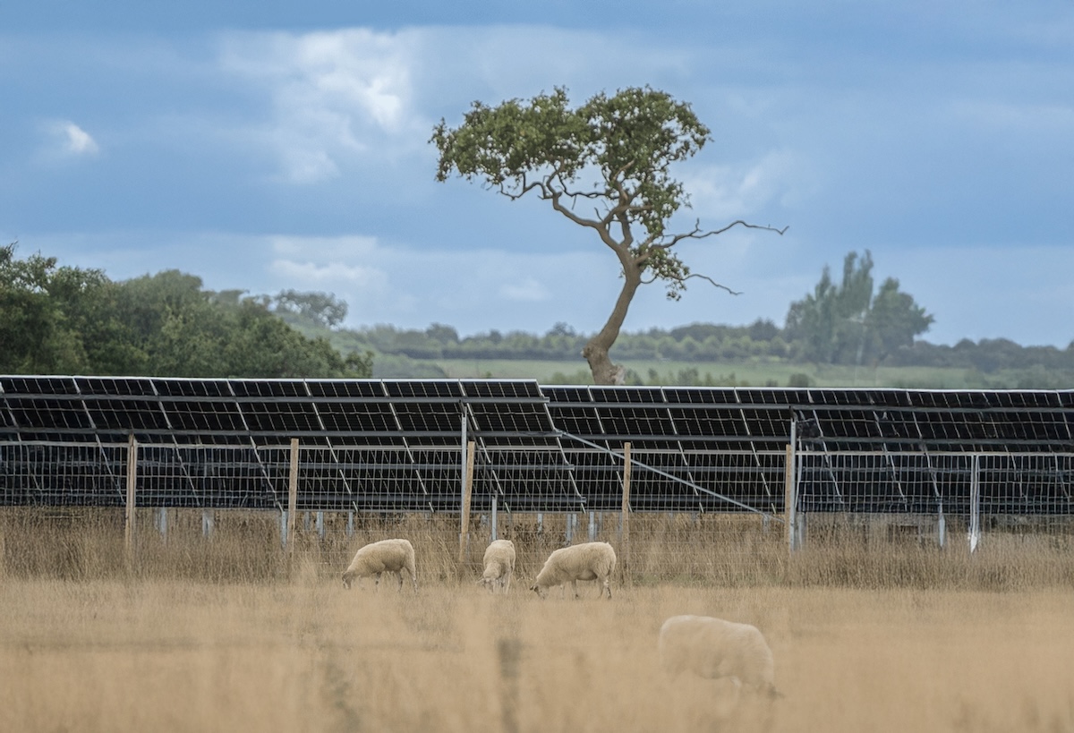 Sheep grazing beneath the solar panels at Ray Valley Solar Park – a working landscape of farming, beehives, and wildlife ponds. The battery installation builds on this existing site, strengthening what is already in place.