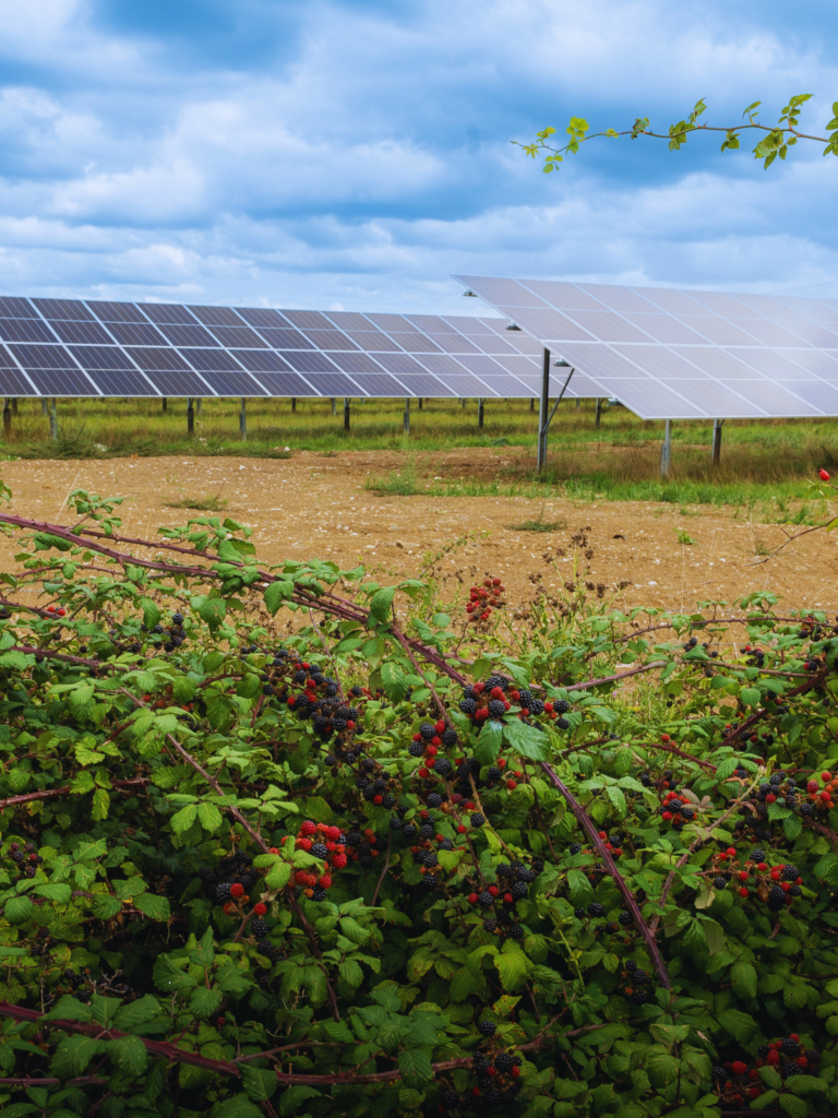 Solar panels behind blackberry bushes at Ray Valley Solar Park.
