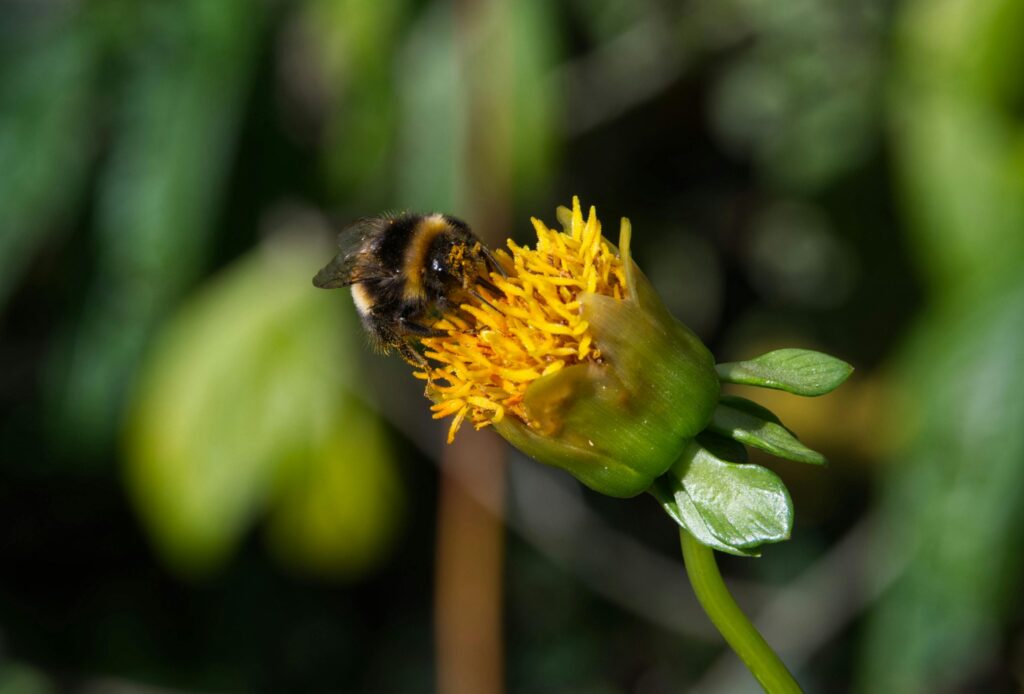Bumblebee