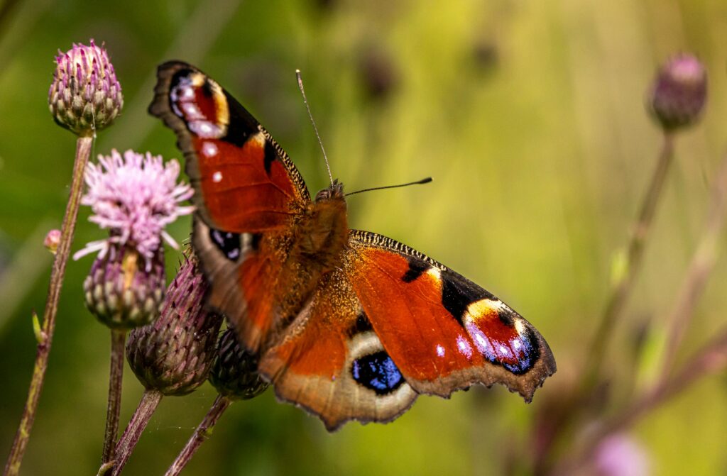 Peacock butterfly