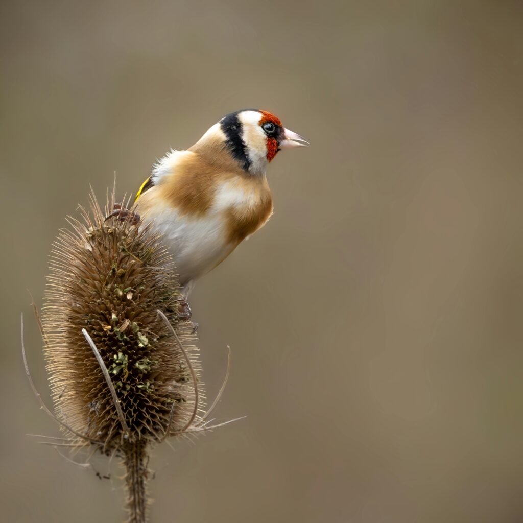 Goldfinche