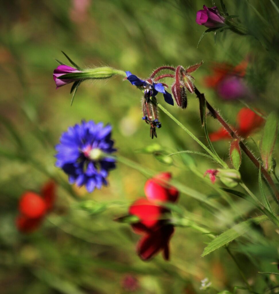 Wildflowers
