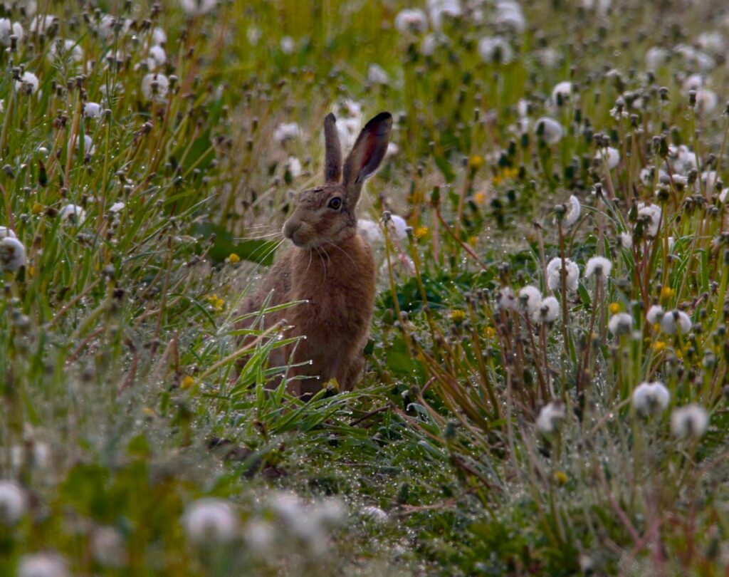 Hare in field