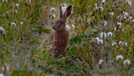 Hare in field