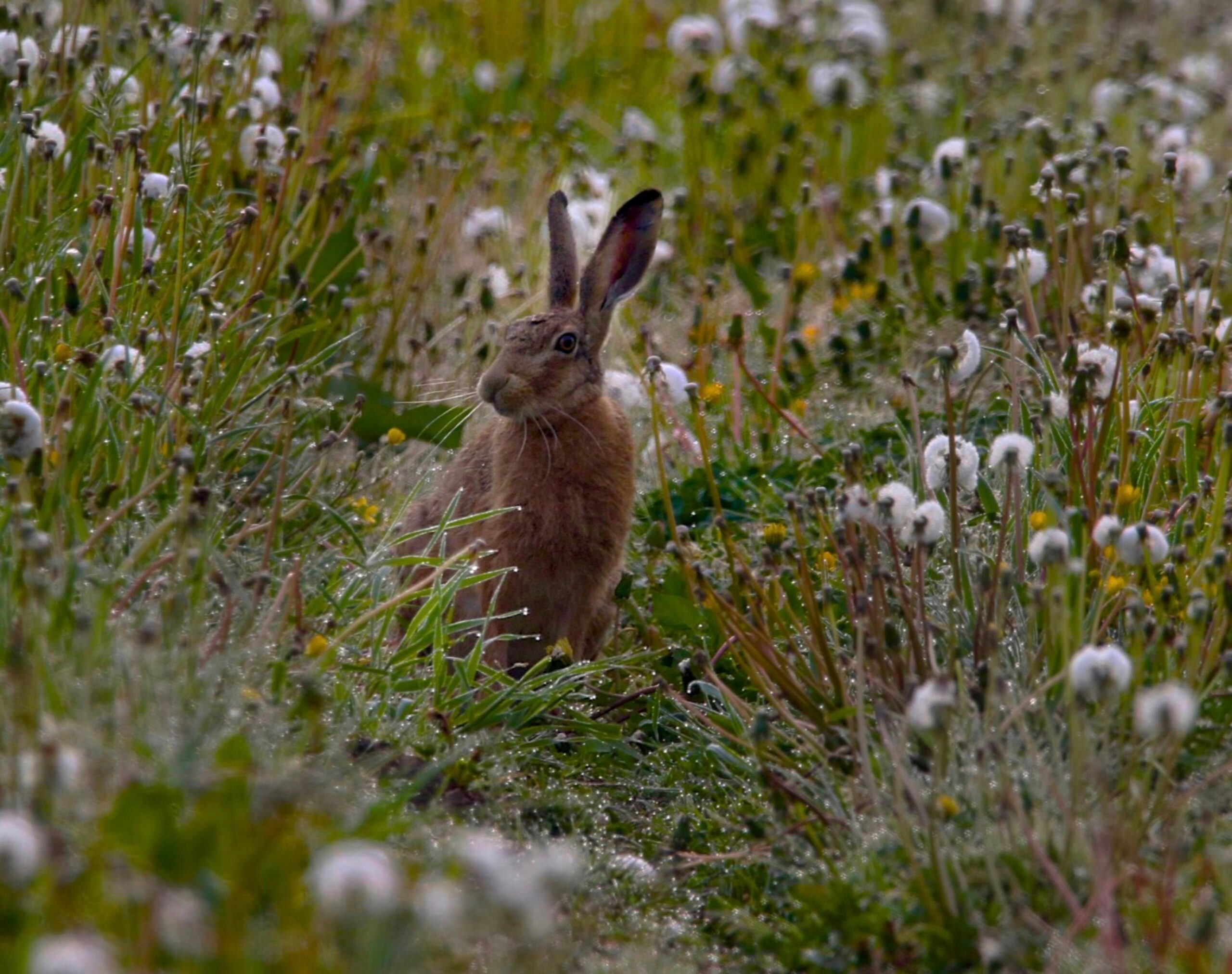 Hare in field