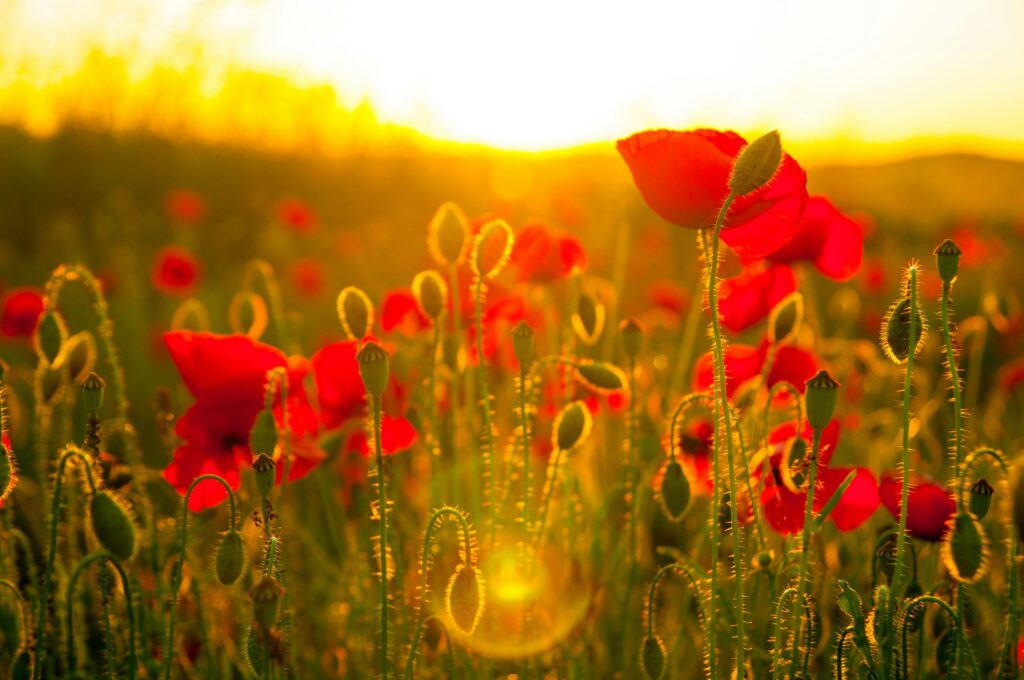 Sun shining through poppies in a wildflower meadow