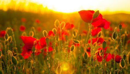 Sun shining through poppies in a wildflower meadow